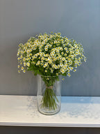 Fresh Chamomile Daisy Arrangement - White & Yellow Wild Daisies in Clear Glass Vase Dubai