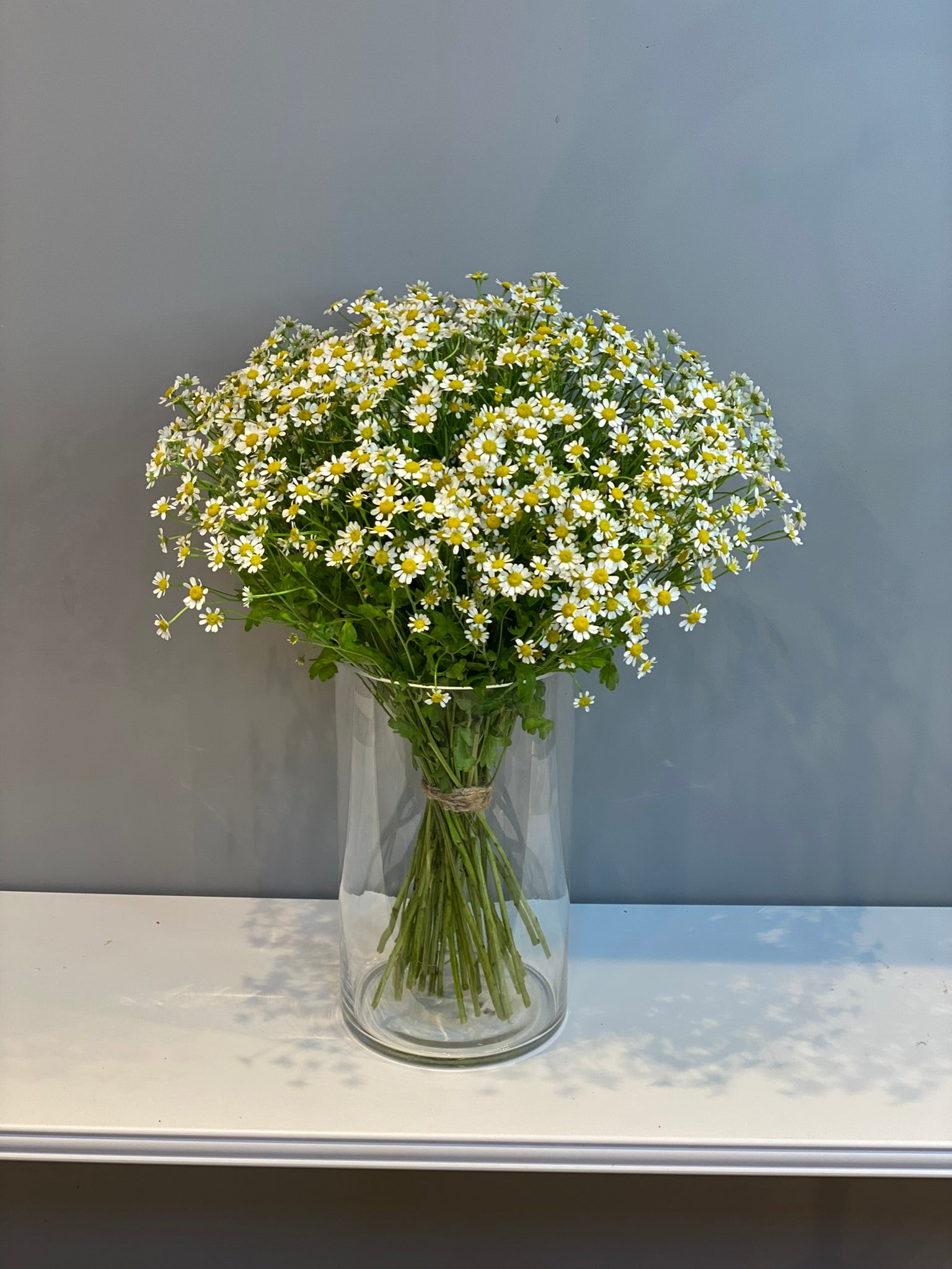 Fresh Chamomile Daisy Arrangement - White & Yellow Wild Daisies in Clear Glass Vase Dubai